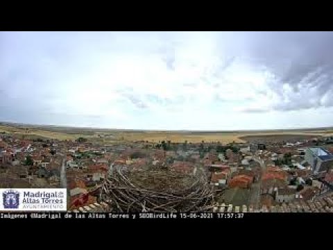 Cigüeñas Madrigal de las Altas Torres  - Nido 2