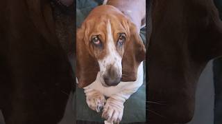 Guilty Basset Hound