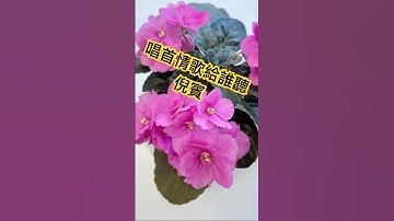 倪賓 名曲「唱首情歌給誰聽」👍💯❤️🌹#倪賓#唱首情歌給誰聽 #嗯嗯