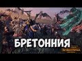 Бретонния кампания 👑 #1 - Total War Warhammer