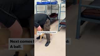 Goose the dog is on the hunt for contraband at Hennepin County jail