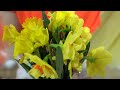 Daffodils 2022 by DIORO ART dance theatre