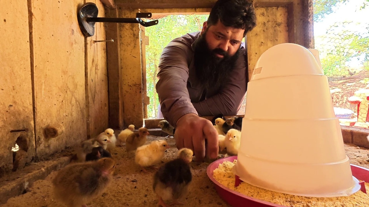 quase botei fogo no galinheiro, não deu certo a minha gambiara