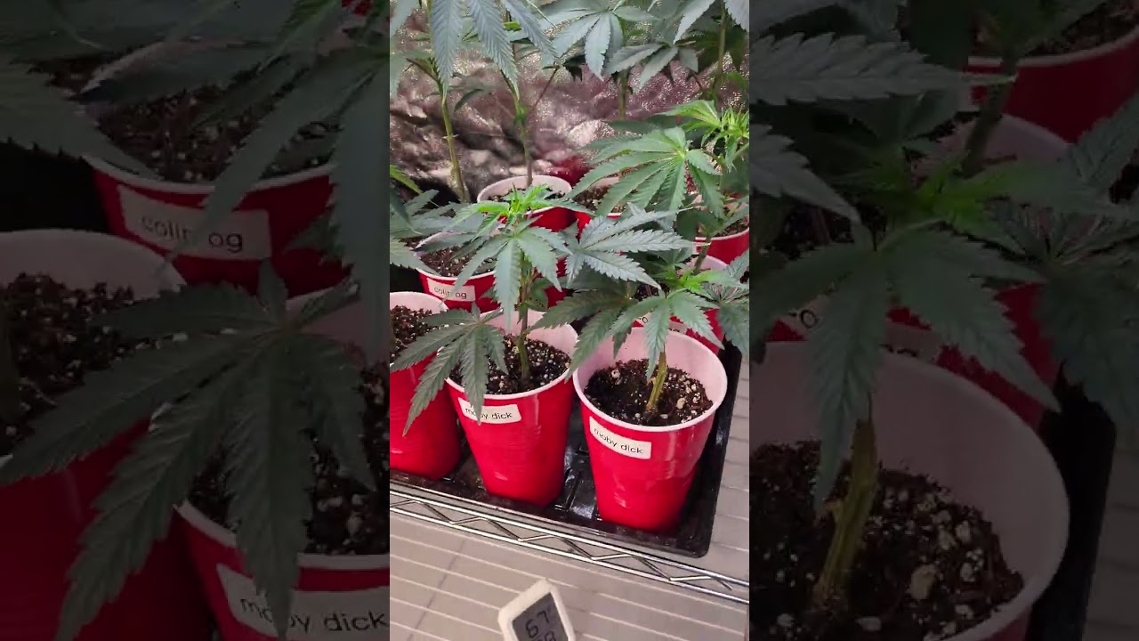 WEED VEG TENT HELLA FLAVORS!