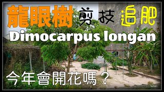 龍眼樹,剪枝,修剪,追肥,Dimocarpus longan,龍眼,桂圓,今年會 ... 