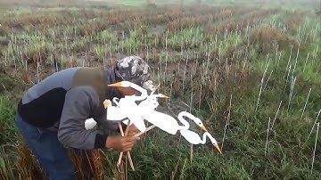 Cách cắm que bẫy cò đơn giản hiệu quả cao