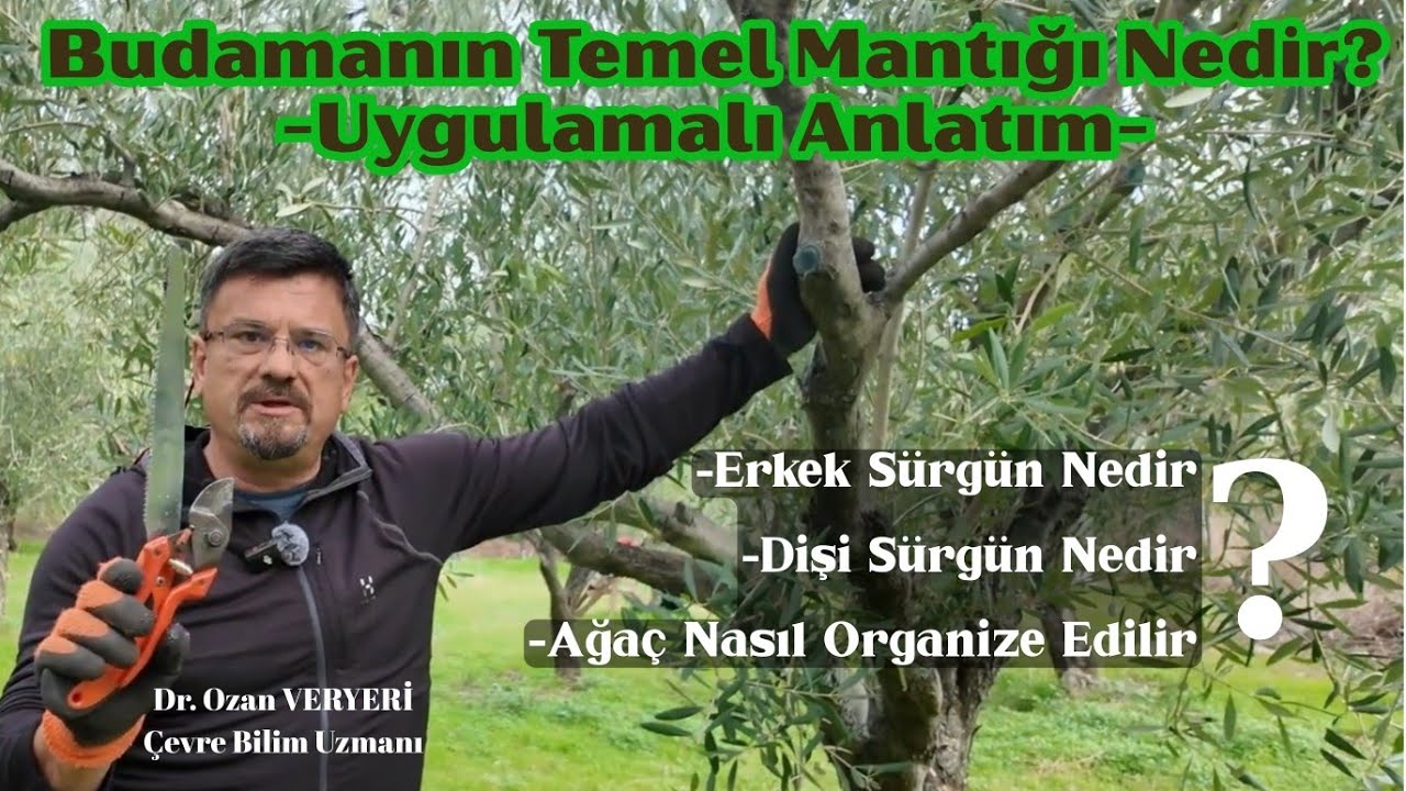 Zeytin Budamanın Temel Mantığı Uygulamalı Anlatım - Dr. Ozan VERYERİ