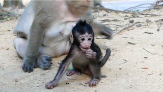 Yummy Tasty Raw Peanut Try Testing By Branda, Branda Learn Forage Food By Mumma Support Help.