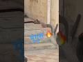 #mufasa #lionking #Shorts#YouTubeShorts#FunnyShorts#Viral#ViralVideo#Trending#FYP #nevla
