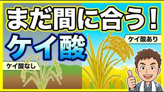 稲作の裏技！窒素の10倍必要な「ケイ酸」で収量・食味を劇的に変える方法