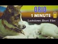 Orio  1 minute shortfilm  lockdown  covid 19   aashu lal films 