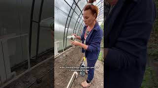 #восстановлениепочвы #улучшениепочвы #теплица #грядки #дача