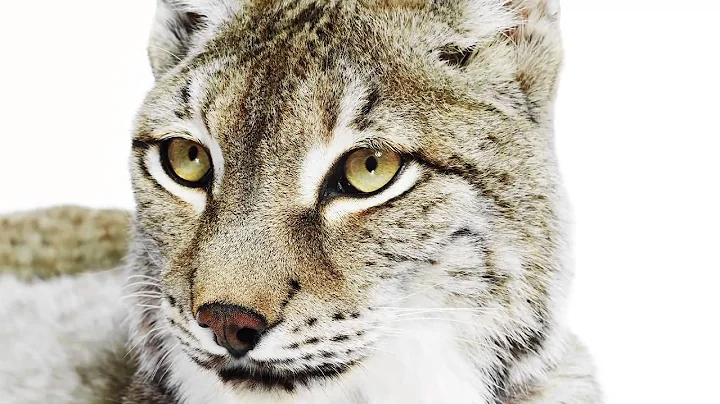 Sandy Nicholson | Exotic Animals