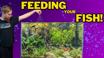All the IMPORTANT aquarium feeding questions answered. How much, How often, What types and more.