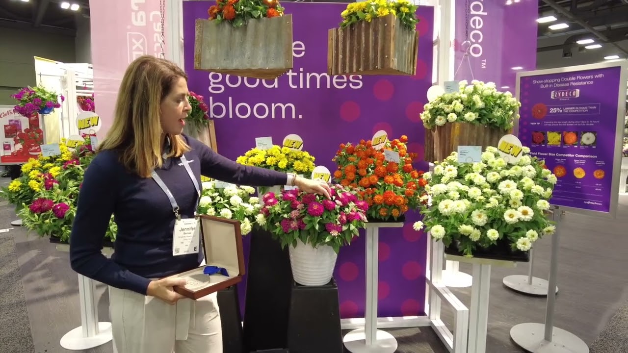 Zydeco™ Deep Yellow | Syngenta Flowers