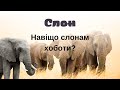 Слон Навіщо слонам хоботи @videopresentazii
