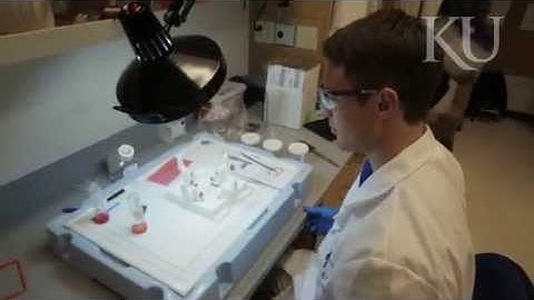 KU Heart Valve Research