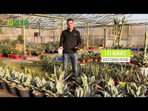 Vidéo: Variétés de plantes d'agave : en savoir plus sur les types d'agave pour le jardin