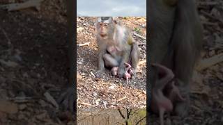 #Shorts First Stand — Baby STEELY Tries on Her Own 🐒💛