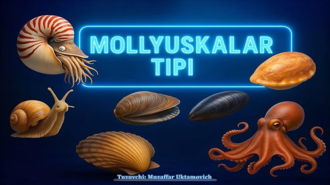 7-sinf. 14-15-mavzular(Mollyuskalar tipi).