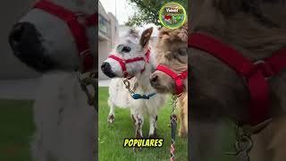 MINI COWS (Smaller-sized cows) #countryside #livestock #cows #rural #agriculture