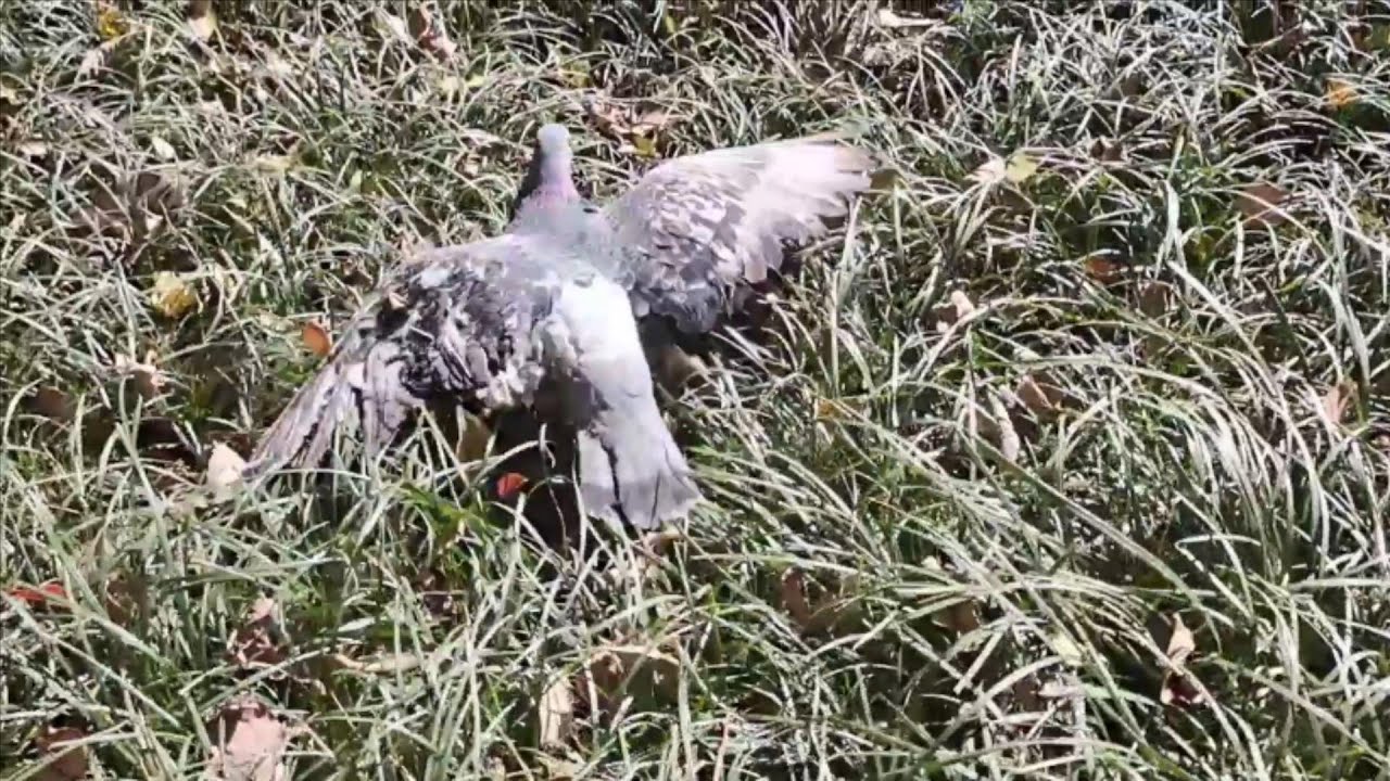 野鸟翅膀受伤 会不会被猫吃掉 Youtube