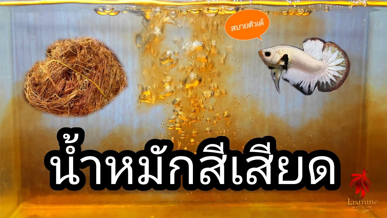 วิธีทำน้ำหมักสีเสียด เลี้ยงปลากัด ทำง่าย ประโยชน์เยอะ | เฮียหมาหาทำ EP.35