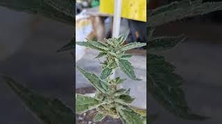 Purple Pineapple : Exotic genetix