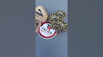 Love the contrast between these two! #bananaballpython #snakes #reptiles