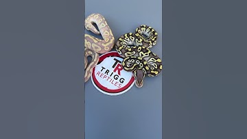 Love the contrast between these two! #bananaballpython #snakes #reptiles