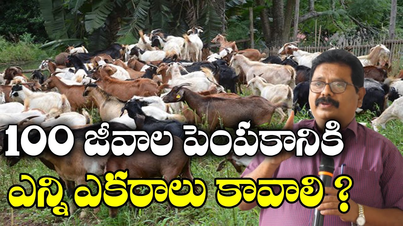 Сколько коз, овец... какая площадь земли... стойла? || Разведение коз и овец || Доктор Ч. Рамеш