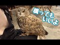【とるちゃん構って欲しいシリーズ】やっぱり構って欲しいフクロウ！