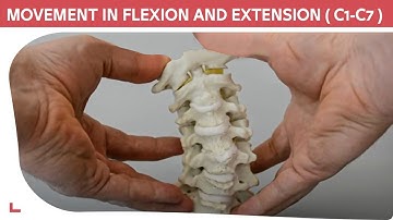 C1-C7 Cervical Model: Cervical Flexion, Extension & Rotational Movement