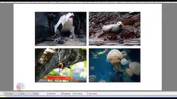 Manual Nesting and Job Adjustments in EFI Fiery XF