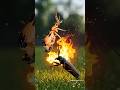 #tropicalinsectsLV5 Bombardier beetle fires bullet at longhorn beetle