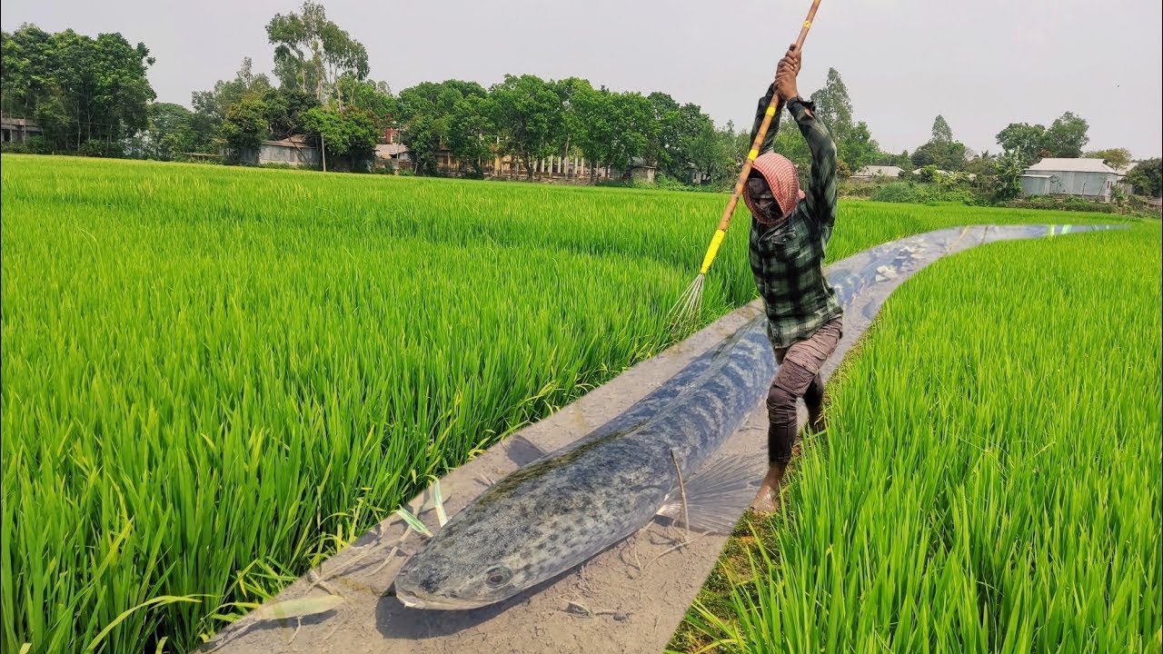 .Unique & Best Teta Fishing Method In Water Drean🥰Amazing Boy Catch Big ...
