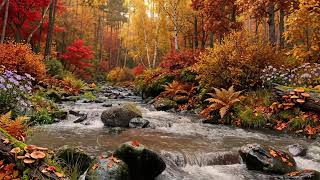 Gentle River and Chirping Birds, Peaceful Forest Sounds to Relax, Sleep, and Clear Your Mind