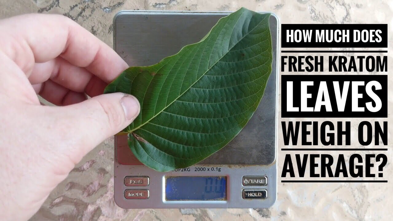 How Much Does Fresh Kratom Leaves Weigh On Average Youtube