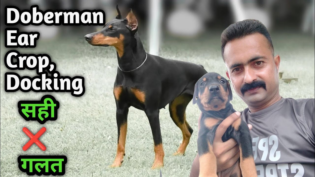Why Doberman Tail Is Cut? Is It Right or Wrong? | Shocking Truth!