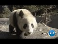 Voa asia weekly uschina panda diplomacy ending