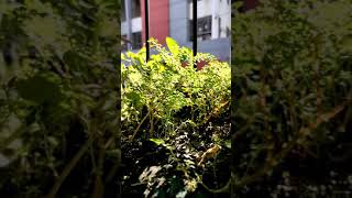 The Hidden Beauty || Avro's World #shorts