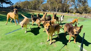 Wagging through Wednesday ππΎππ¦π€π£π΅π