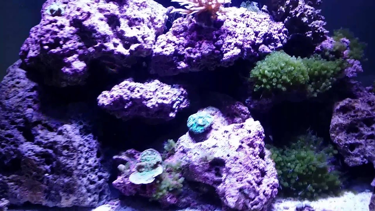 65 gallon rimless reef tank youtube