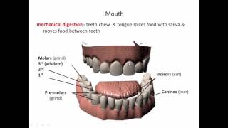 Digestive System Part 1 20150303 145805 48