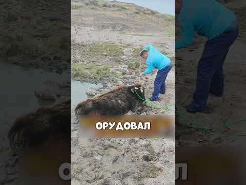 Бизнесмен спасает ДИКУЮ корову🥺🔥🐮