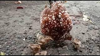 Induk ayam melindungi anaknya, suara induk ayam memberi makan anaknya