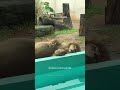 ão é flagrado dormindo tranquilamente e conquista a internet