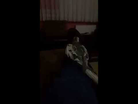 Male Parrot 