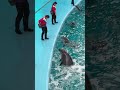 イルカも驚いた？ トレーナーさんお尻痛そう。。真冬のスプラッシュ イルカショーハプニング 横浜・八景島シーパラダイス イルカショー
