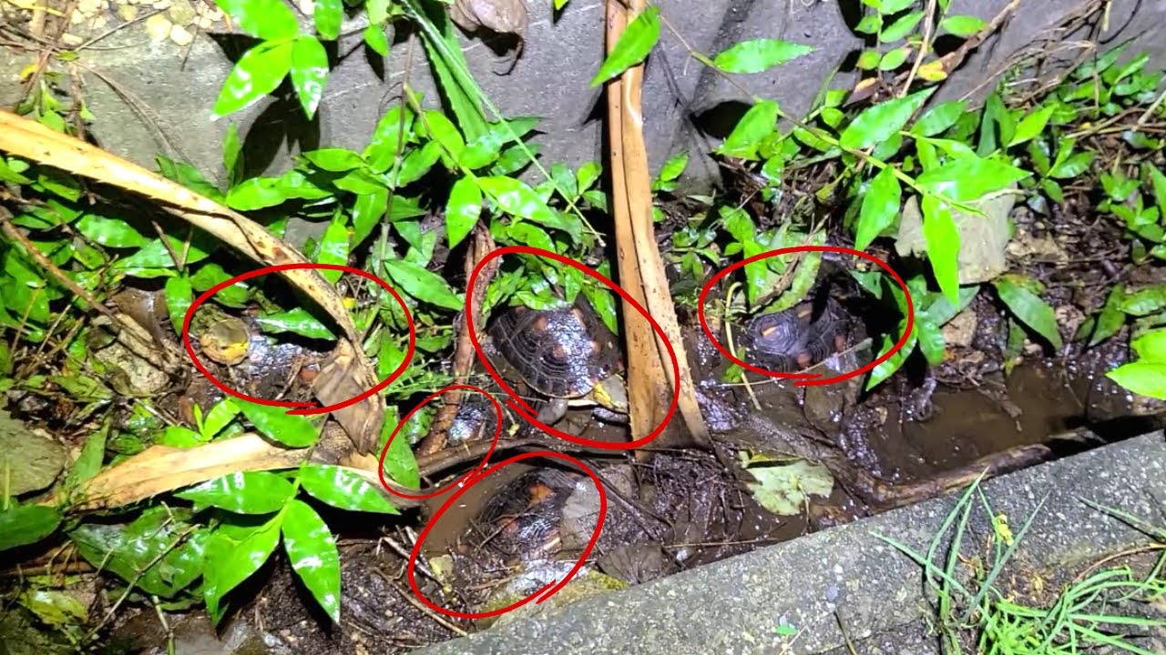 側溝から出られない絶滅寸前の可哀想なカメを救出しませんでした